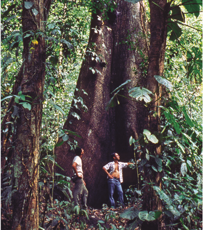 A picture containing tree, outdoor, plant, birch

Description automatically generated