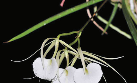 Brassavola nodosa 