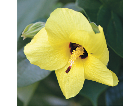 alipariti tiliaceum · NaturaLista Mexico