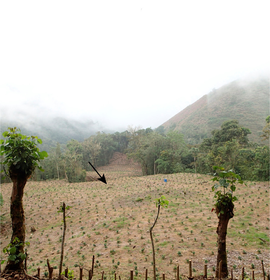 Un campo con árboles

Descripción generada automáticamente con confianza media