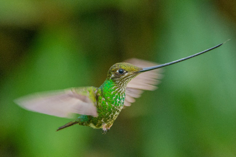 Colibrí sobre una rama

Descripción generada automáticamente