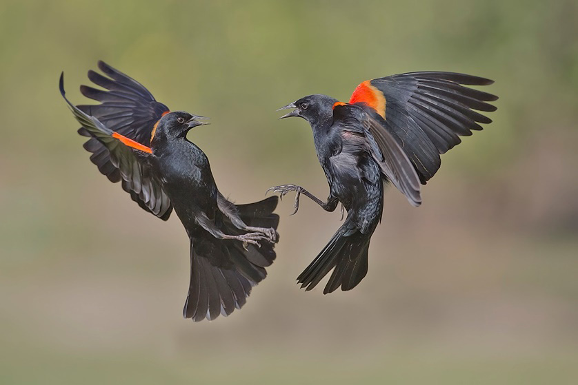 Un pájaro con la boca abierta

Descripción generada automáticamente con confianza media