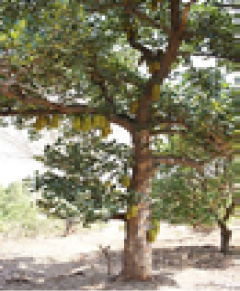 ARBOL DE FRUTA DE MONO