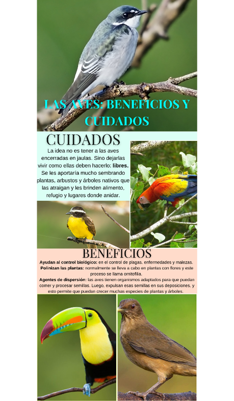 Figura 1a. Infografía con la información. 
