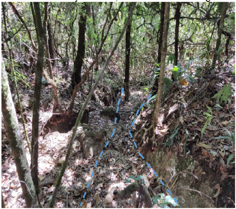 Un bosque con arboles

Descripción generada automáticamente con confianza media