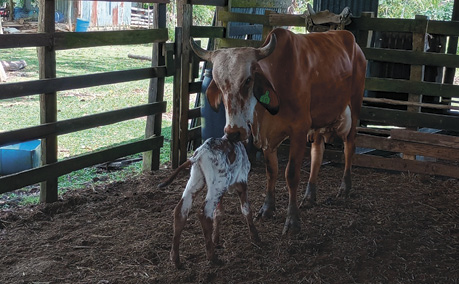 Una vaca parada junto a un caballo

Descripción generada automáticamente con confianza media