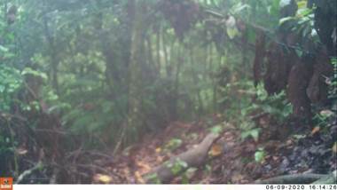 Un bosque con arboles

Descripción generada automáticamente con confianza media