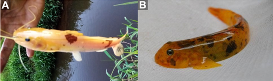 A close up of a fish

Description automatically generated