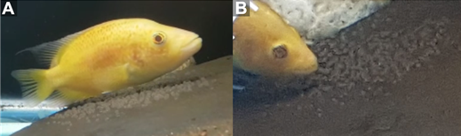 A close up of a fish

Description automatically generated