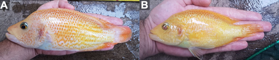A hand holding a fish
Description automatically generated