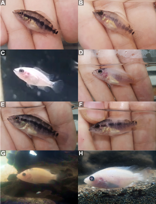 A close up of a fish
Description automatically generated