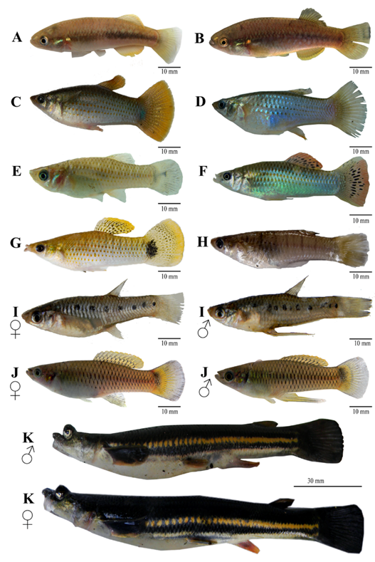 A group of fish
Description automatically generated