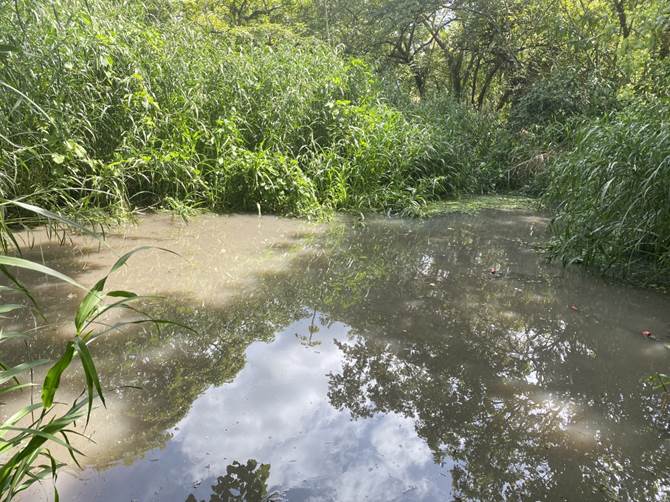 A muddy stream with plants and trees
Description automatically generated with medium confidence